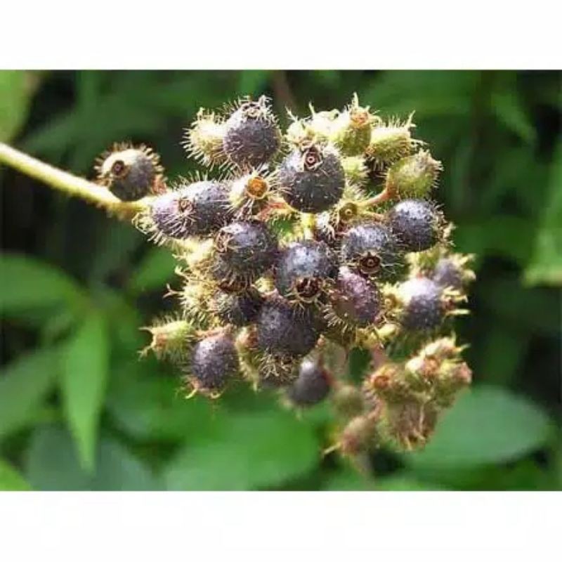 

Buah Senggani Bulu Obat Herbal/Harendong Bulu