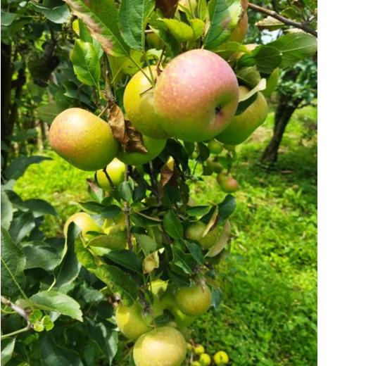 

Jangan Sampai Kehabisan!!!❄️ [PROMO]Apel rome beauty 1kg