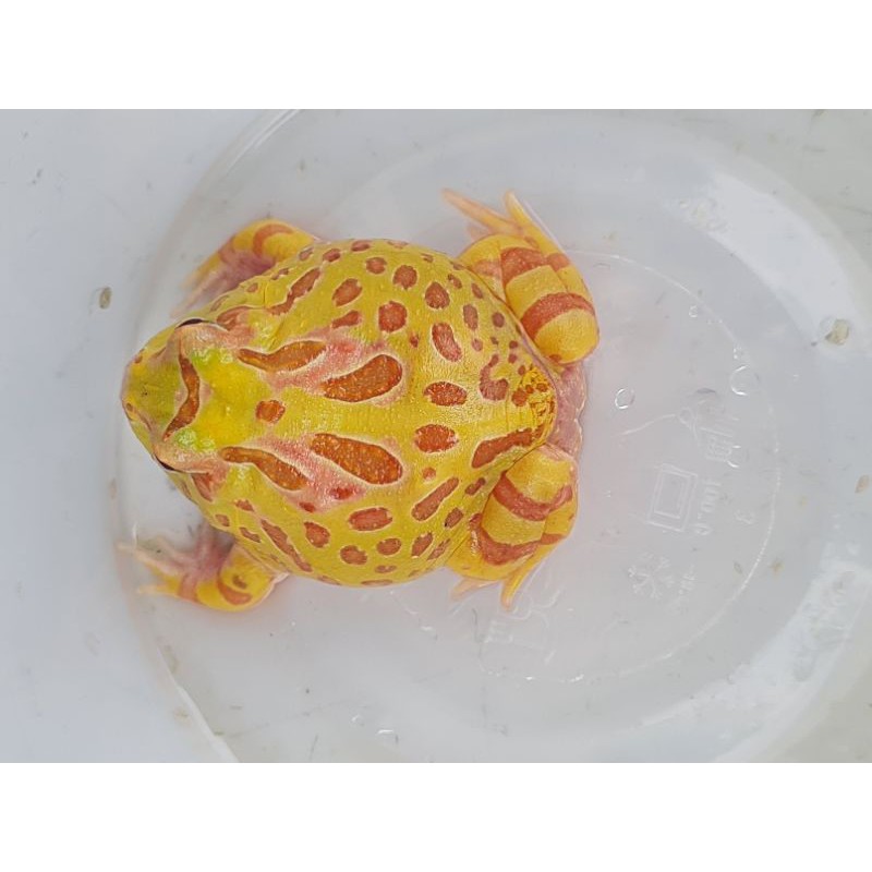 pacman albino frog