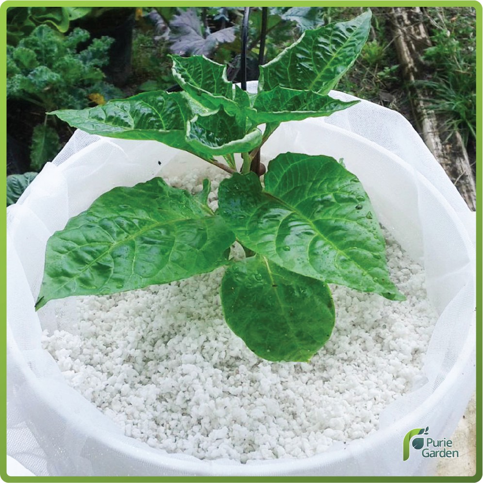 Perlite Media Tanam Hidroponik 1Liter
