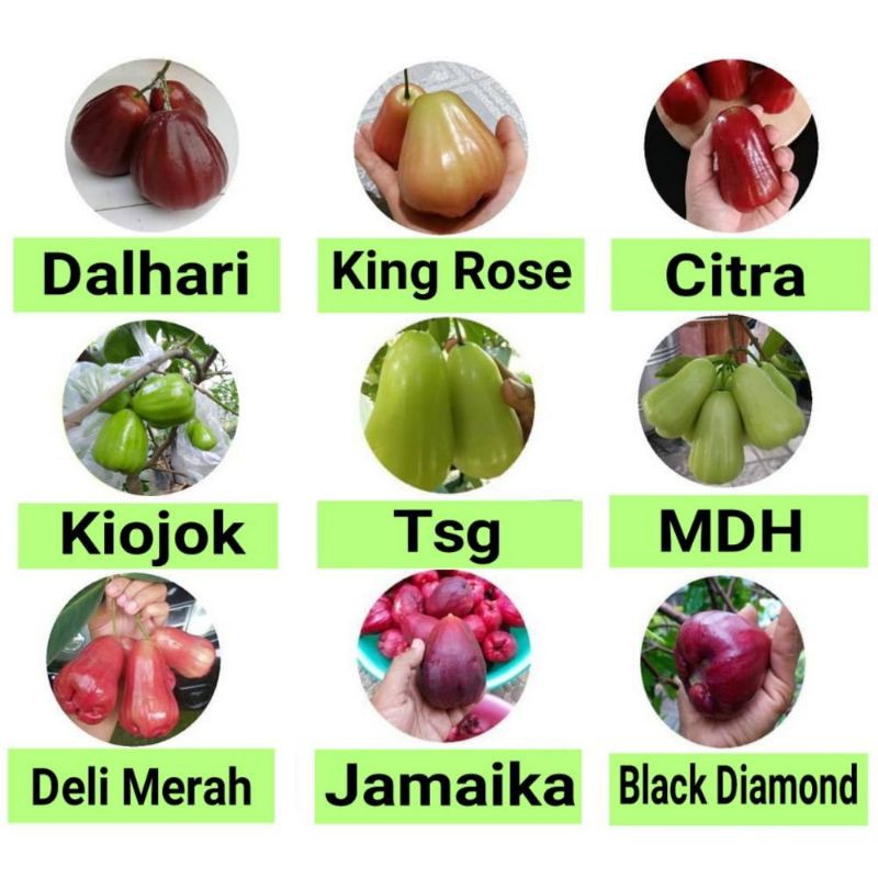 Paket 9 Jambu Air Dalhari|King Rose|Citra|Kiojok|TSG|MDH|Deli Merah|Jamaika|Black Diamon
