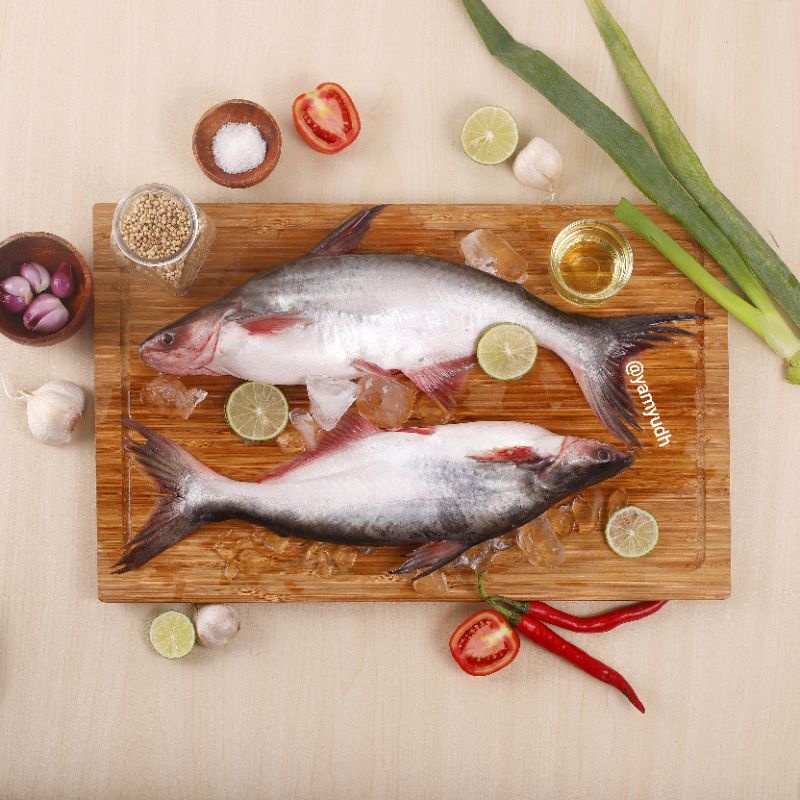 

Ikan Patin segaar 1 kg