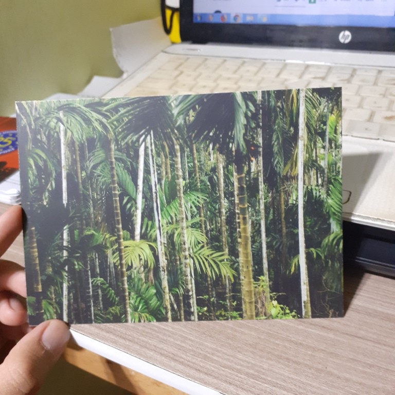 

[A-36] Kartu Pos/Postcard Hutan Bambu