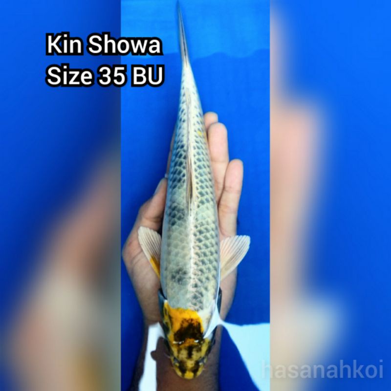 Ikan Koi Kin Showa 4007