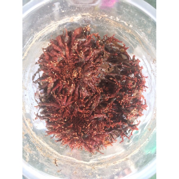 

Biang Jamur JAKABA super 150 ml