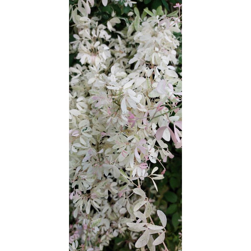 ASEM LONDO VARIGATA BAHAN BONSAI SUPER 30CM