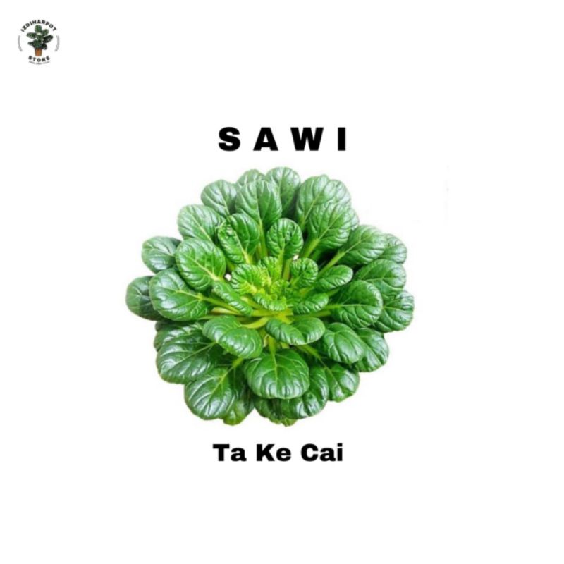 Benih bibit SAWI PAGODA F1 TA KE CAI known you seed - KYS TA KE CAI