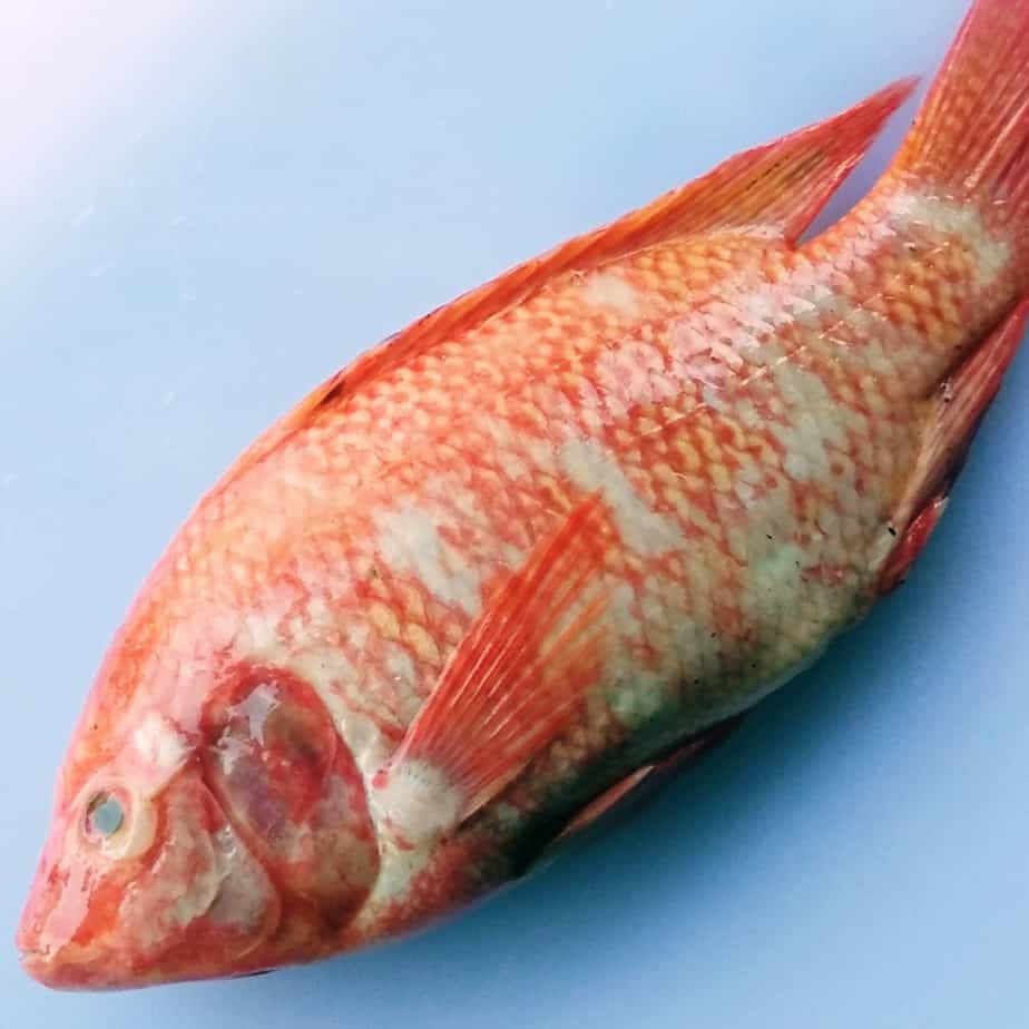 

Ikan nila merah 1kg