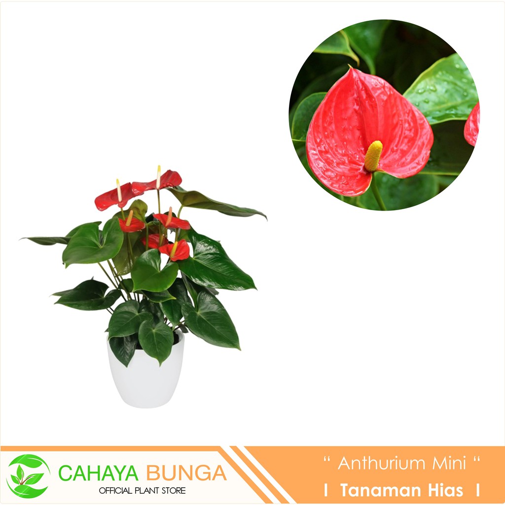 Tanaman Hias Bunga  Anthurium  Mini Merah I Mini Anthurium  