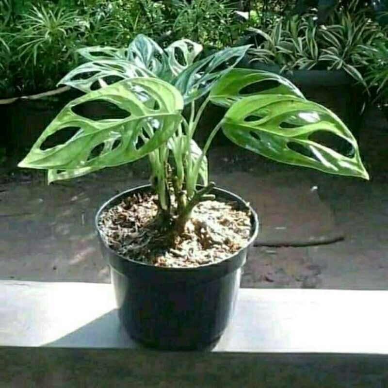 Tanaman Hias Monstera Obliqua || Bibit Monstera Obliqua (janbol)