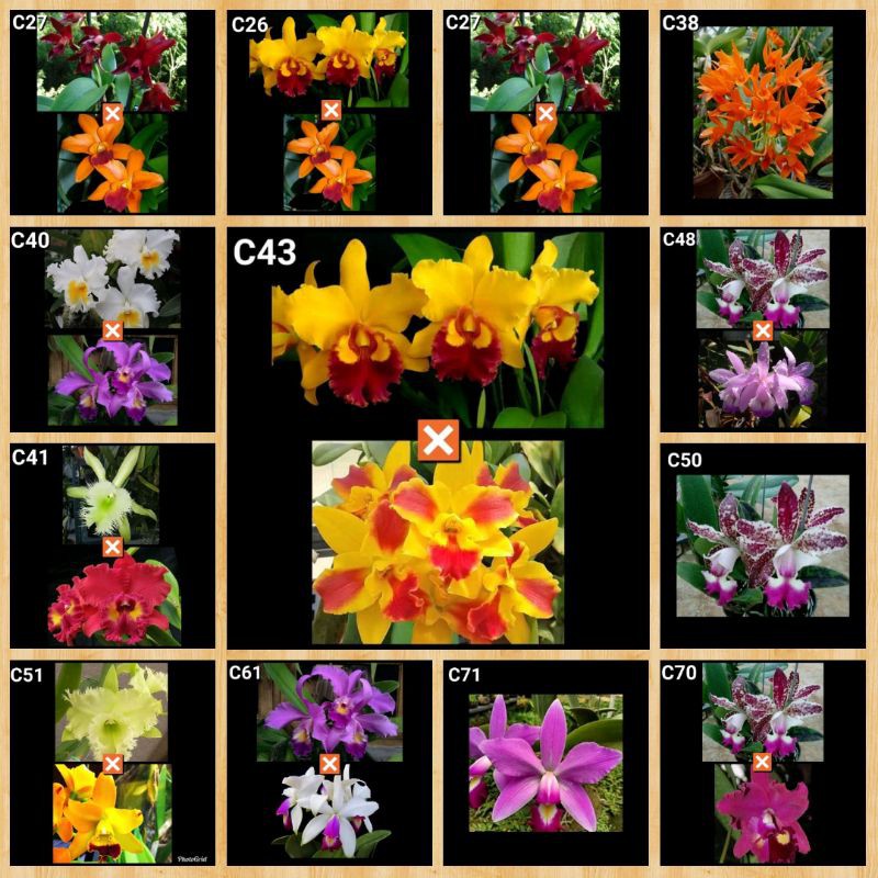 bibit bunga anggrek catleya hybrid