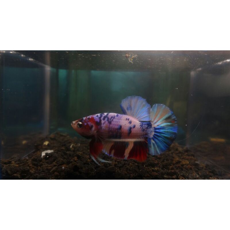 ikan cupang Nemo Marble Multicolor.
