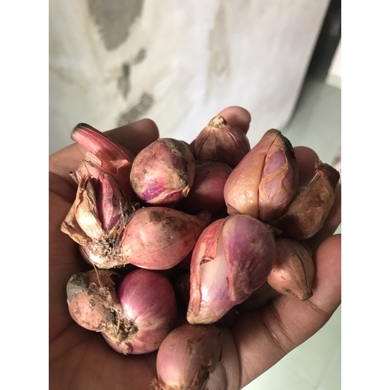 

bawang merah brebes ukuran standar masak