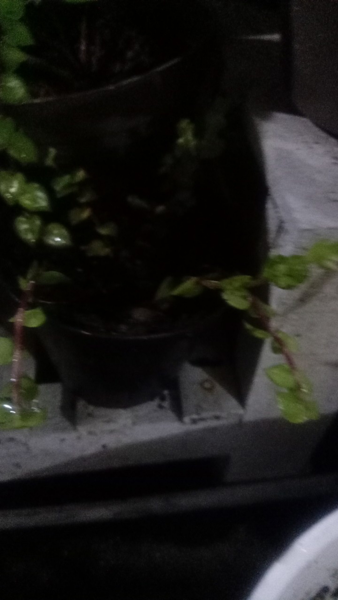 Bibit Callisia Repens/air Mata Janda (10 Stek Batang) Tanaman Gantung