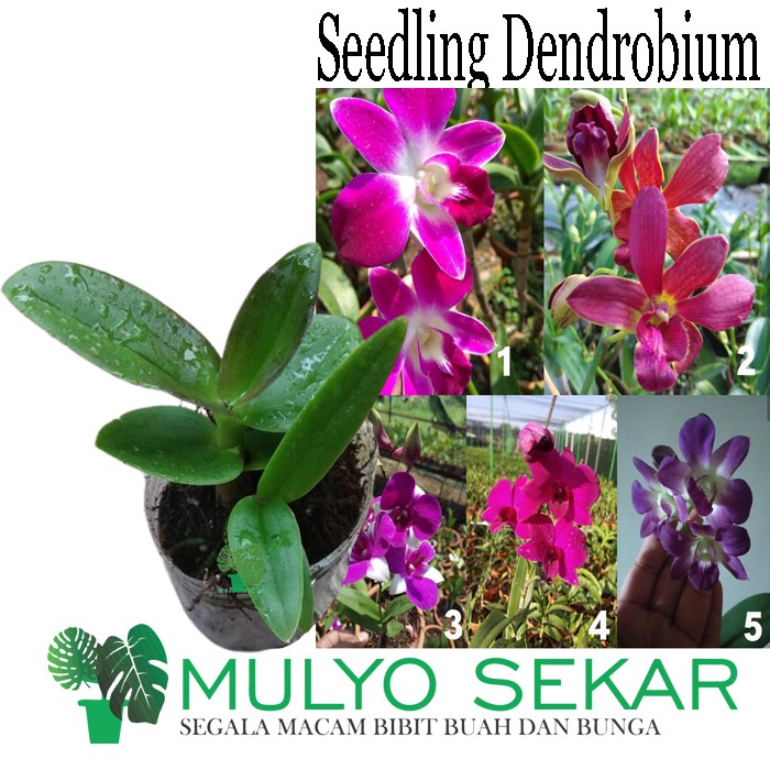 tanaman Anggrek Dendrobium Seedling bibit