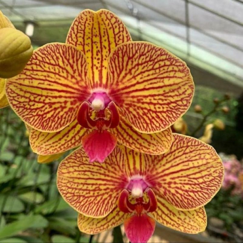 Pohon Anggrek Bulan Dewasa Bunga Kuning Strip Merah Siap Spike