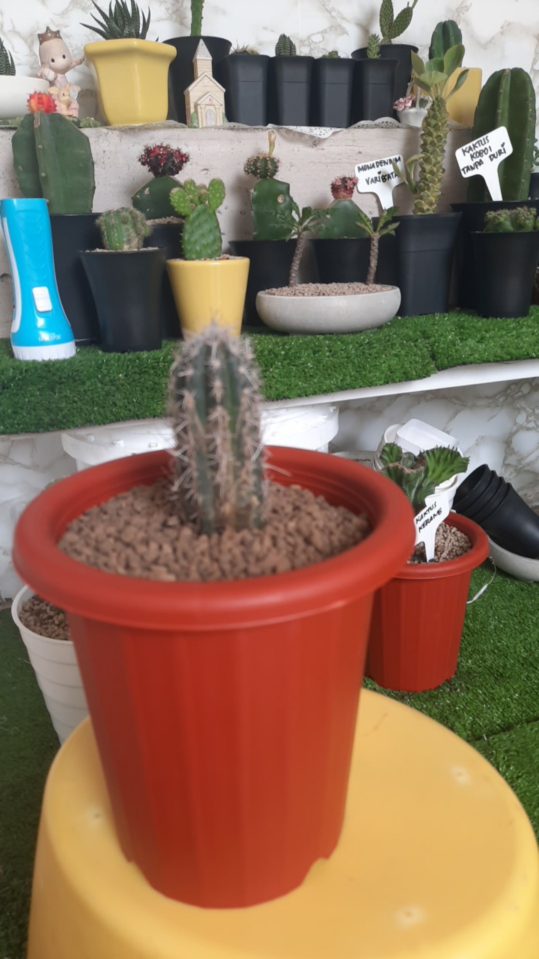 Kaktus Apollo 6-10cm