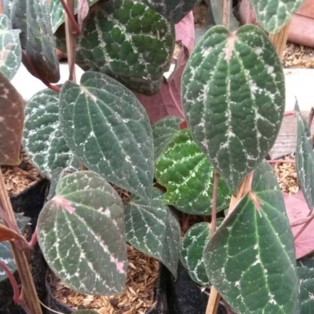 tanaman hias daun sirih wulung