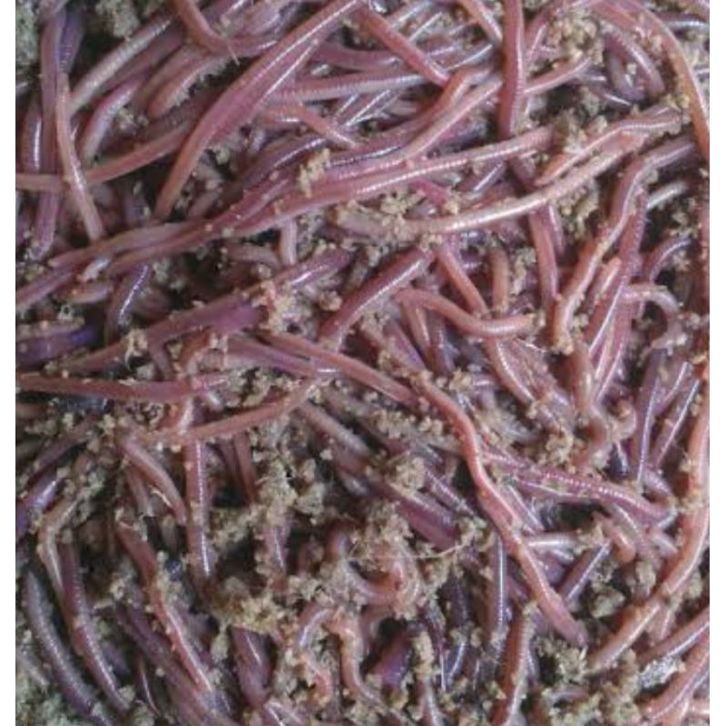 Cacing Tanah LUMBRICUS RUBELLUS hidup untuk pakan burung/ belut/ikan/umpan pancing/obat 1kg