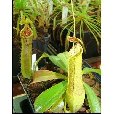 Biji Kantung semar gracilis, nepehthes gracilis