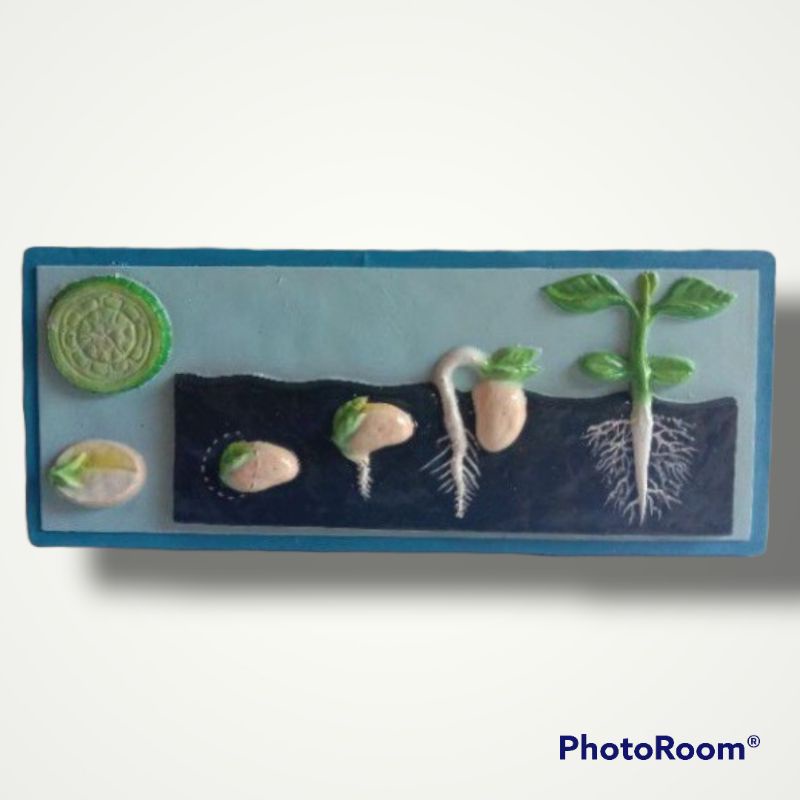 

Penampang model dikotil kacang alat edukasi pembelajaran praktek pendidikan penampang dikotil kacang