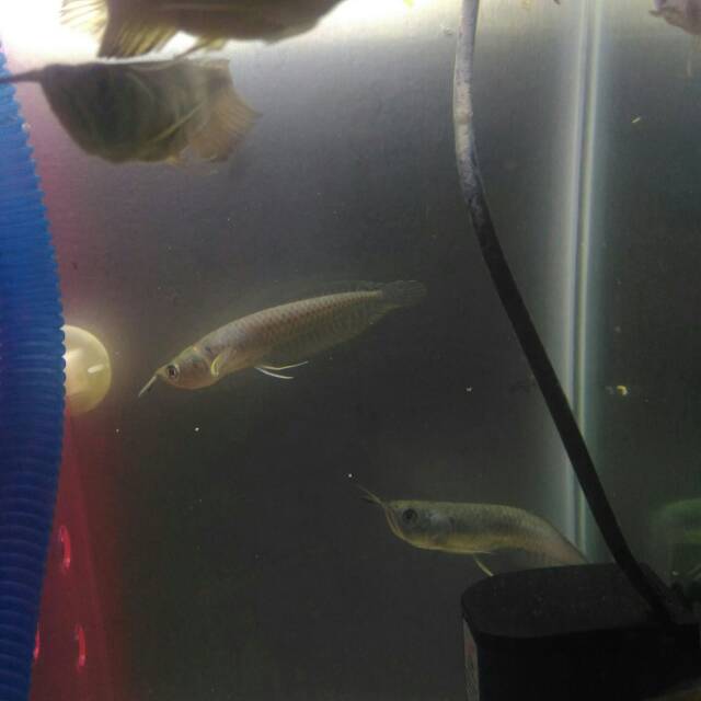 Silver brazil arwana 12 s.d 15 cm