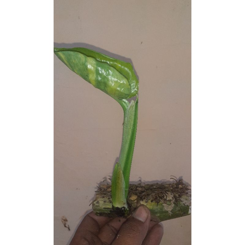 Monstera varigata King Bonggol /Giantsrigading