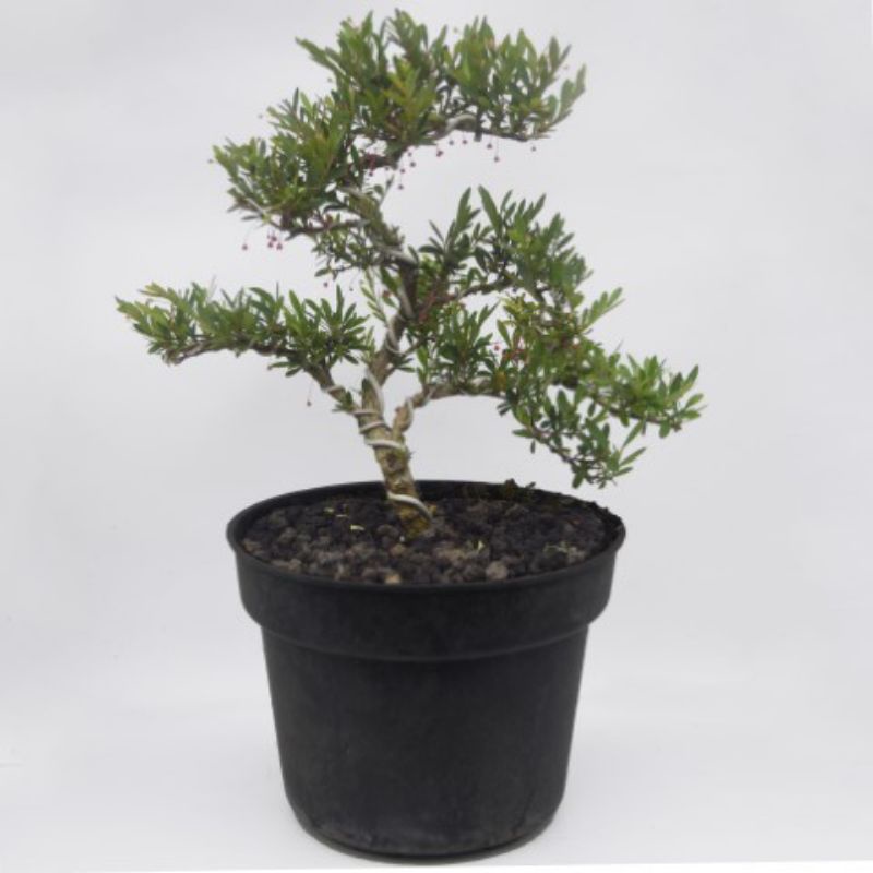 Tanaman Hias Bonsai Boxus Cendrawasih Hokiante Mikro Kemuning Kimeng Ligustrum Japonikum Mirten Sanc
