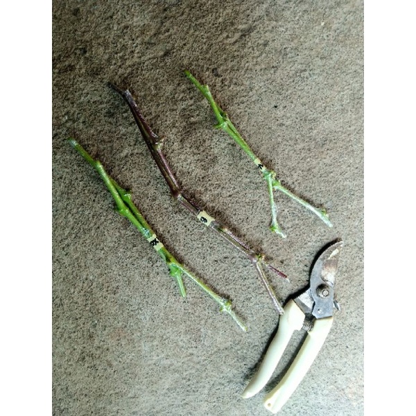 Paket Entres Anggur import 8 Varian