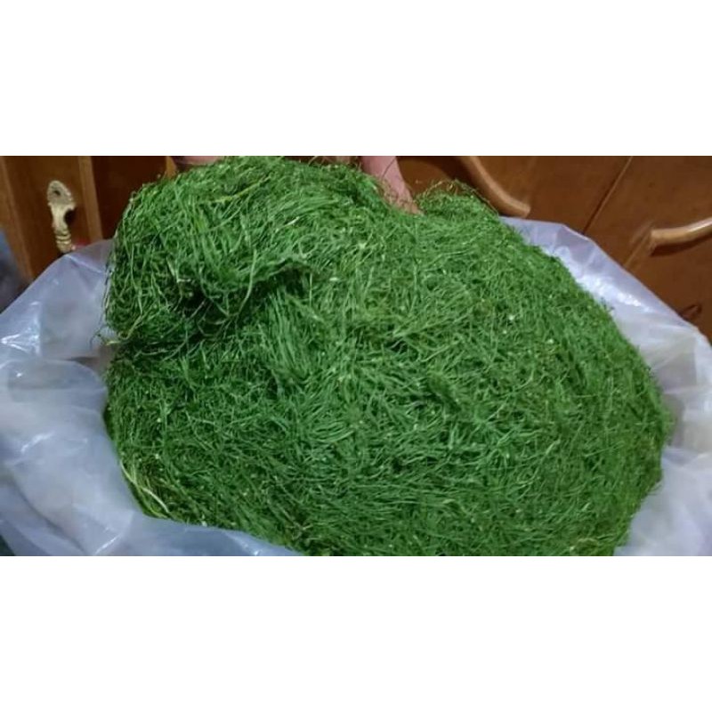

hijausuperpremium