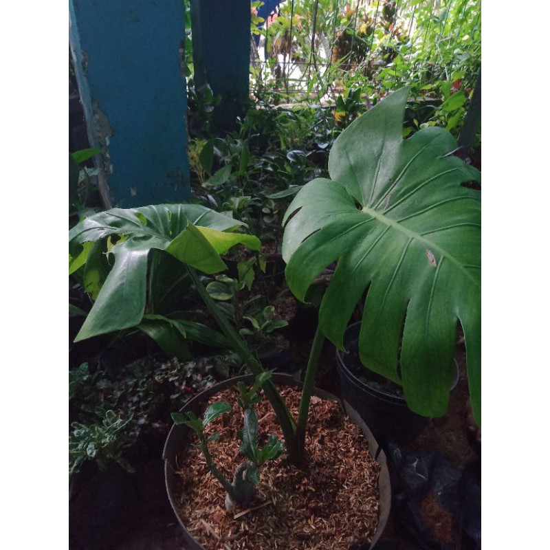 tanaman hias monstera  king  Shopee Indonesia