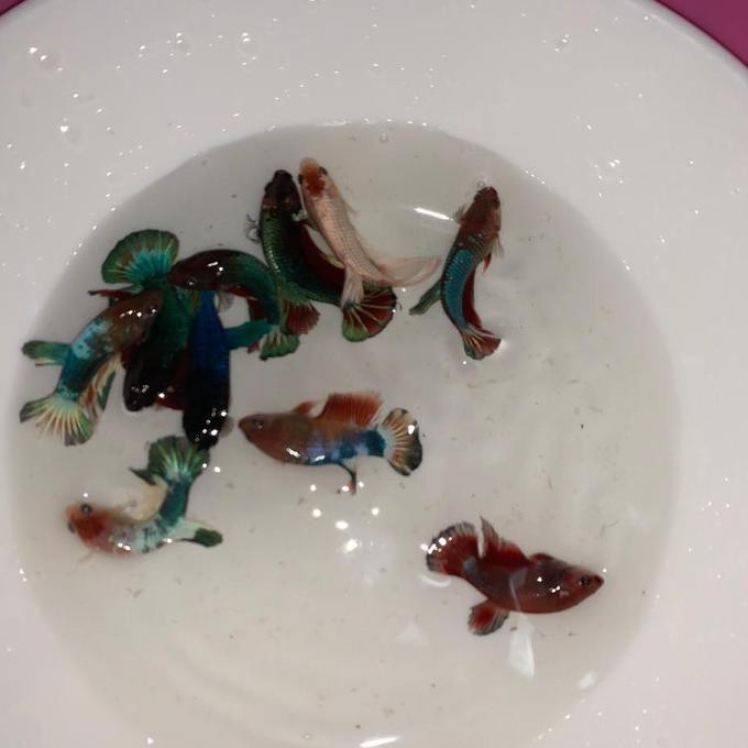 Ready Bahanan Ikan Cupang Hias Ws Fccp Avatar Usia 2 Bulan