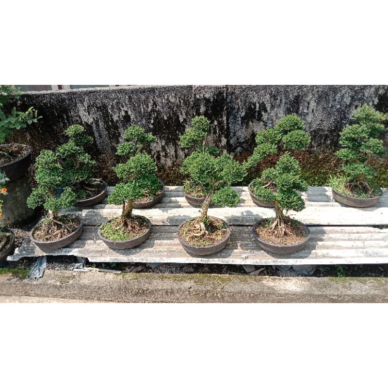 bonsai cendrawasih siap pajang