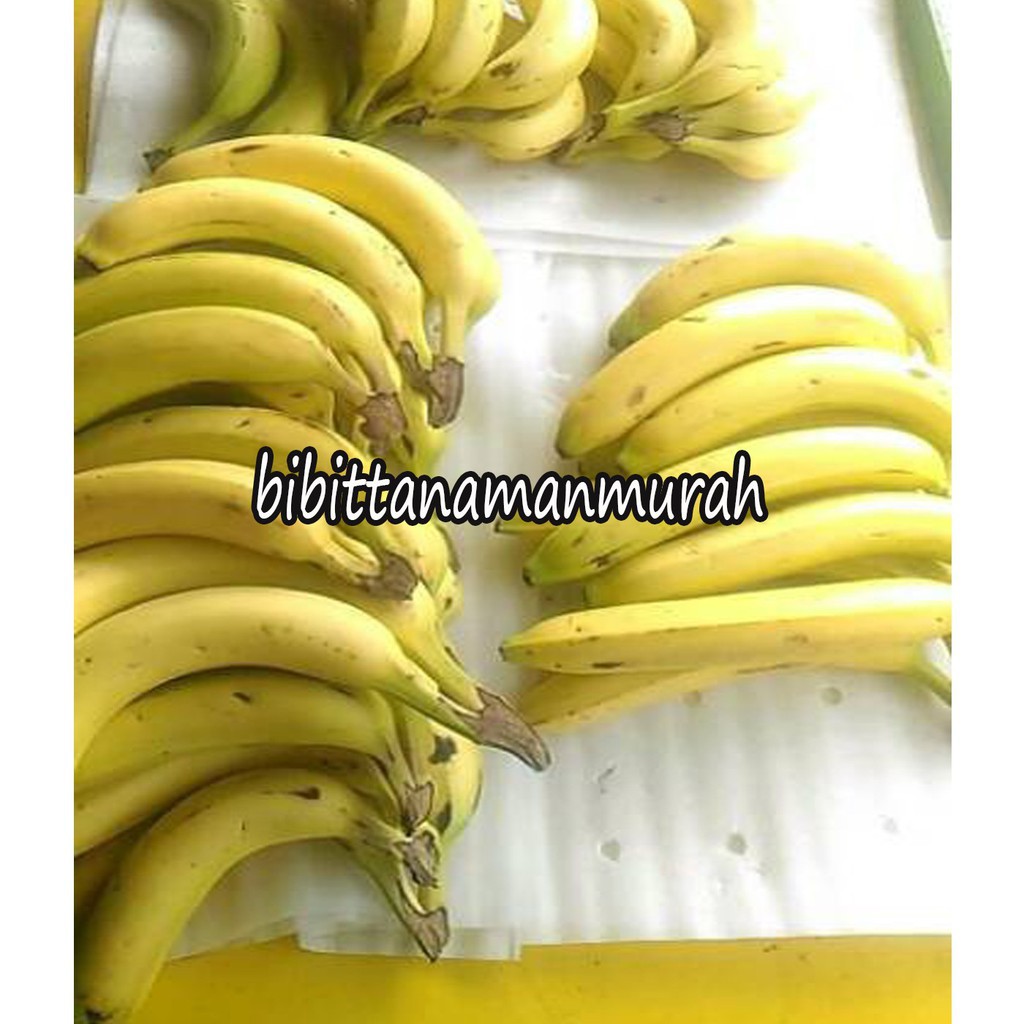 BIBIT PISANG RAJA MANIS