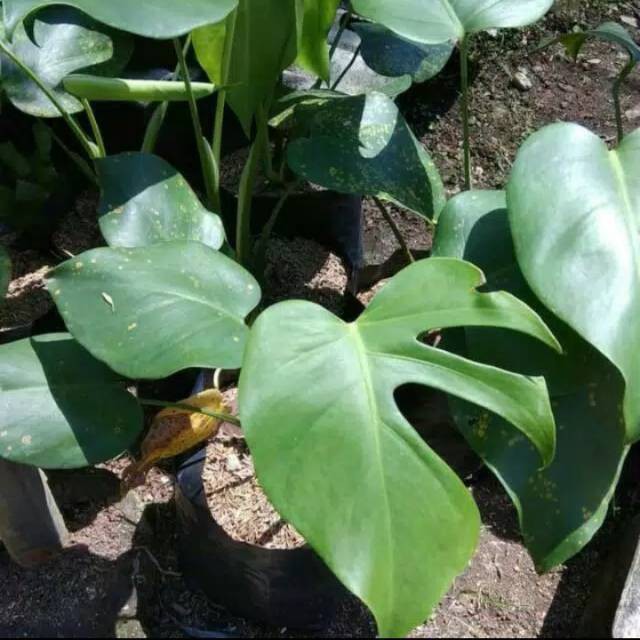 Tanaman hias monstera Deliciosa