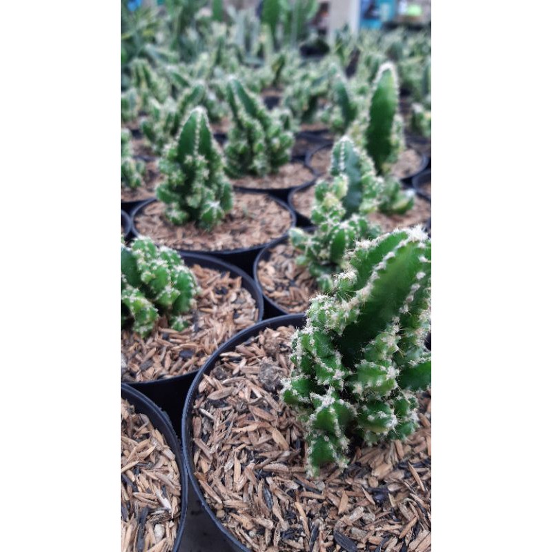 kaktus candi variegata