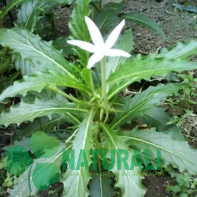 

Daun kitolod segar 100gram organik siap petik