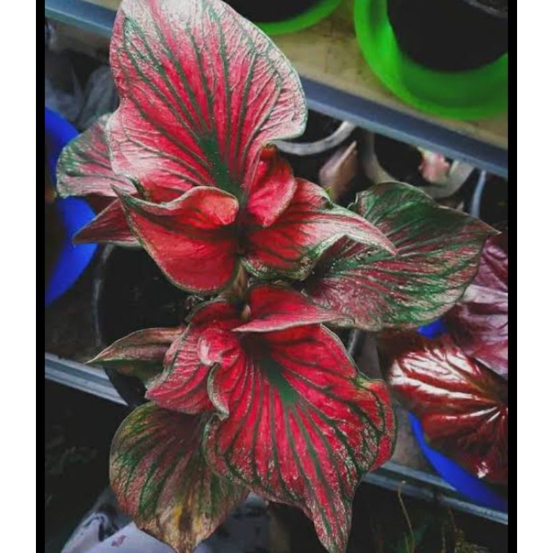 Super Red Ceria Ganda