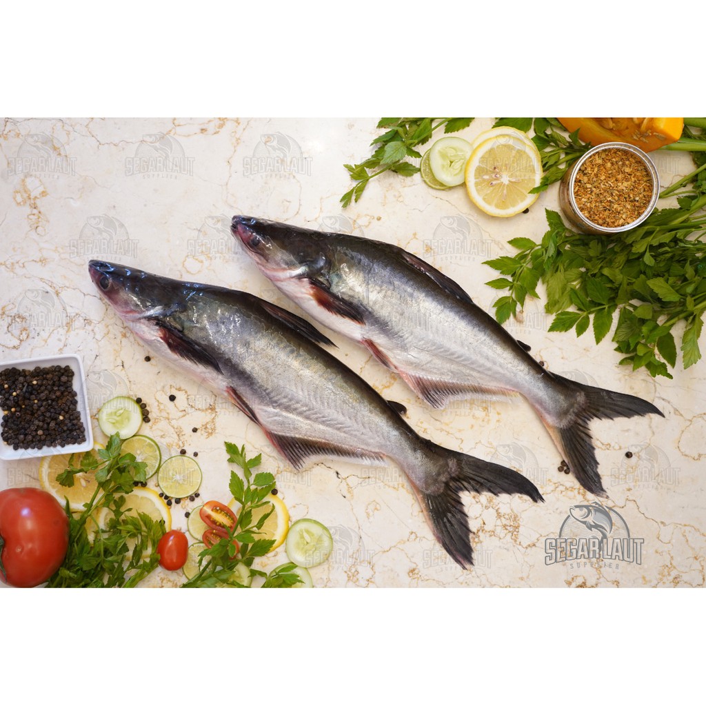 

IKAN PATIN | FRESH