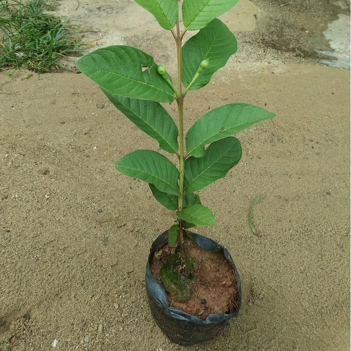 Bibit Tanaman Jambu Kristal Taiwan-1