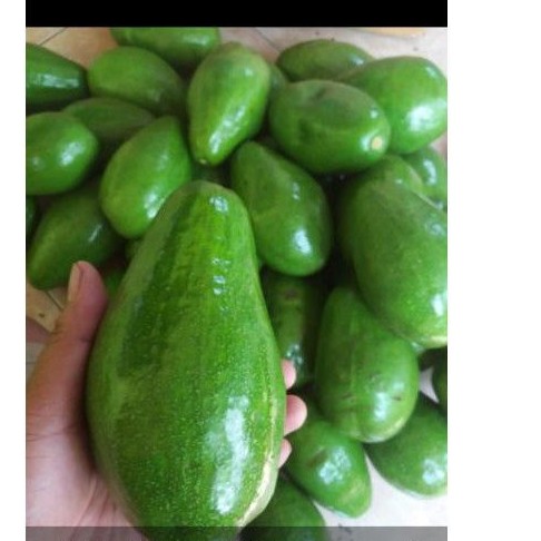 

Alpukat mentega muria