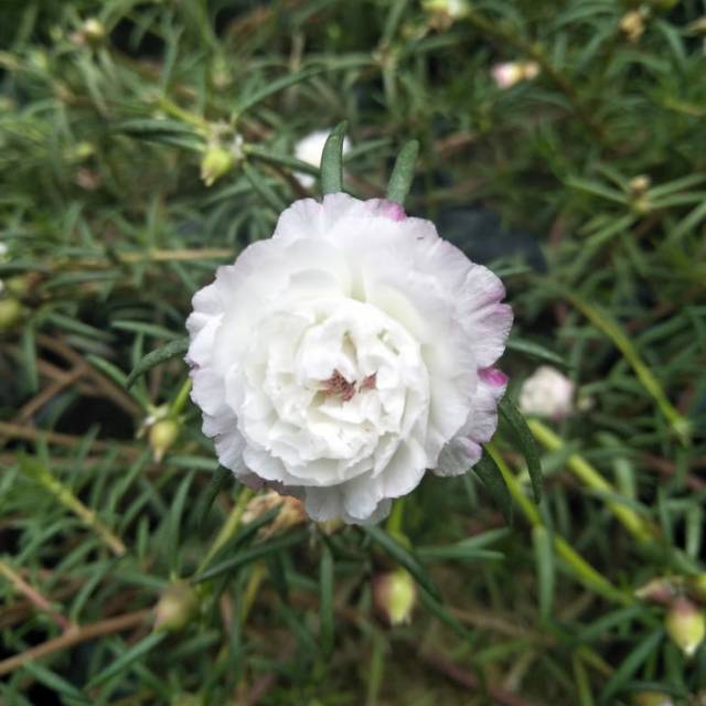Mawar Tanah Krokot Import Mossrose Irada