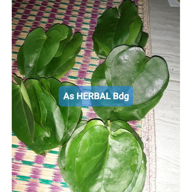 

Paket hemat daun binahong segar perlembar-az