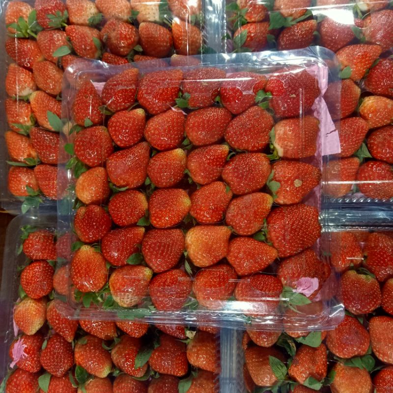 

BUAH STRAWBERRY PREMIUM DAN 1 KG MURAH SEGAR