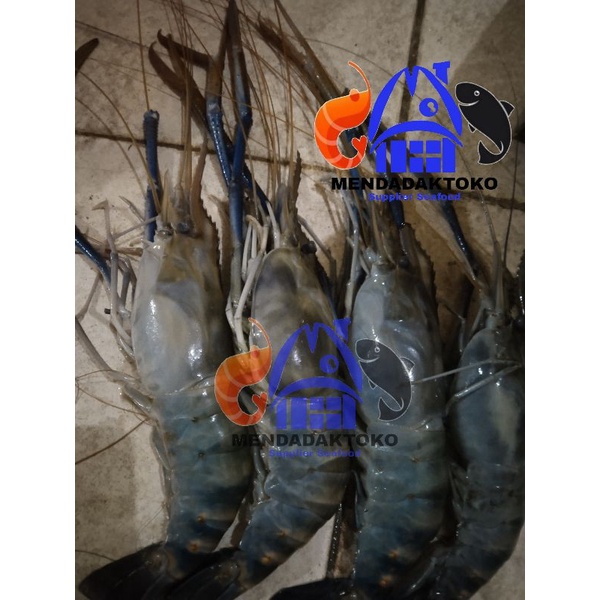 

Udang galah / tokal fresh size jumbo @1kg