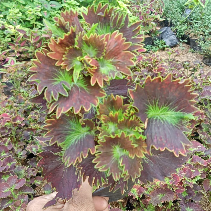 Tanaman Miana Bulu Landak