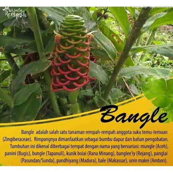 Bangle Hitam, Panglai Hitam