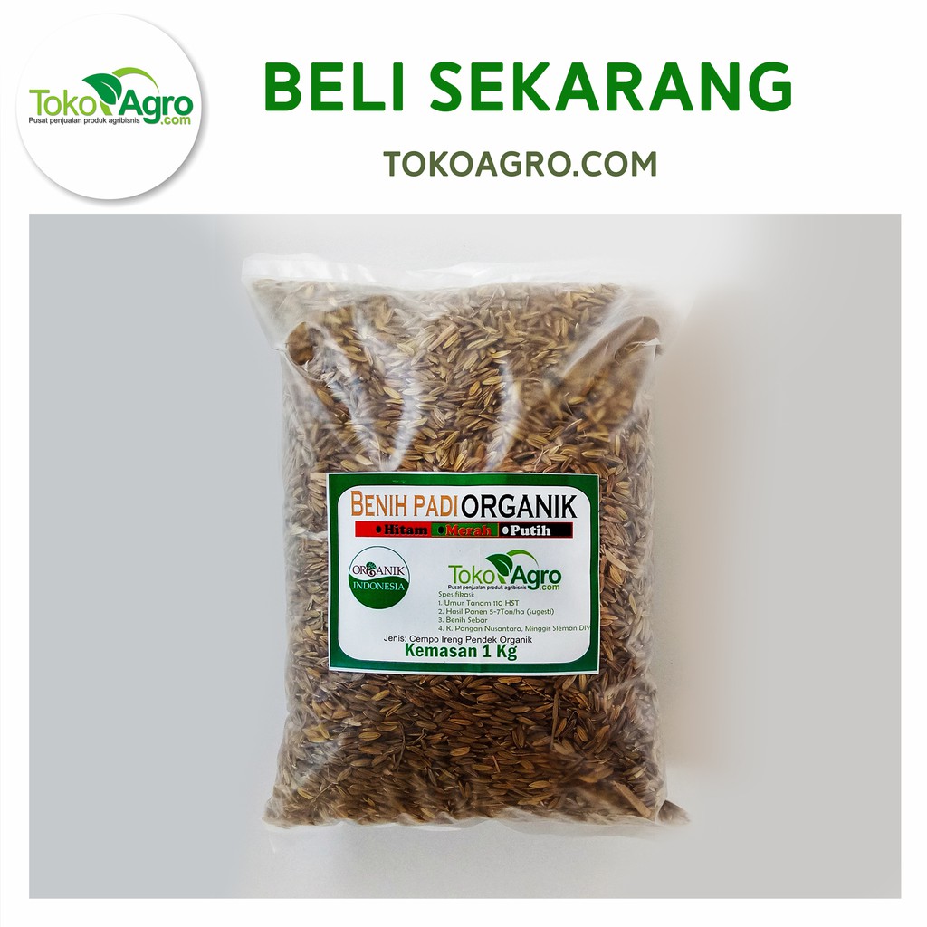 Benih Bibit Padi Beras Hitam Indonesia