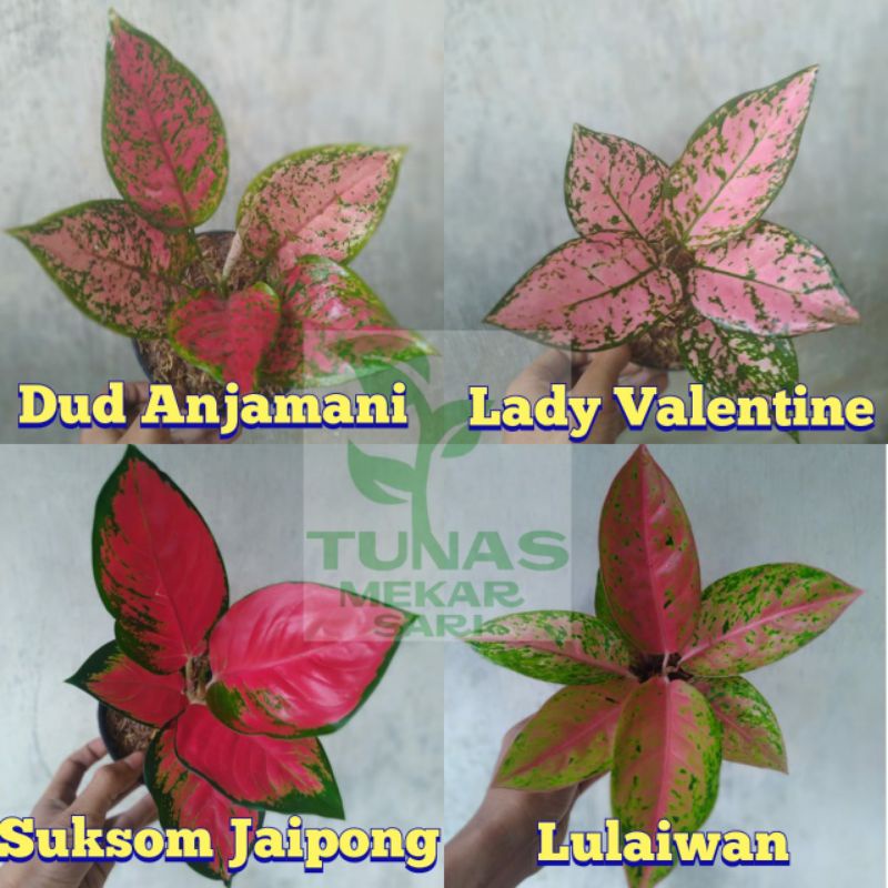 paket 4 tanaman aglonema remaja daun 5-6 lembar