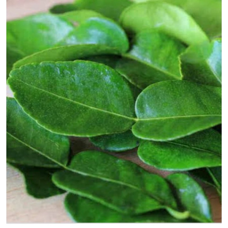 

Daun jeruk angka 8 fresh dari pohon